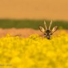 Wildlife