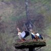 Vögel